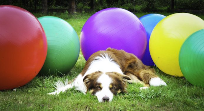 Sports with dogs you must play next doggie outing| Playo